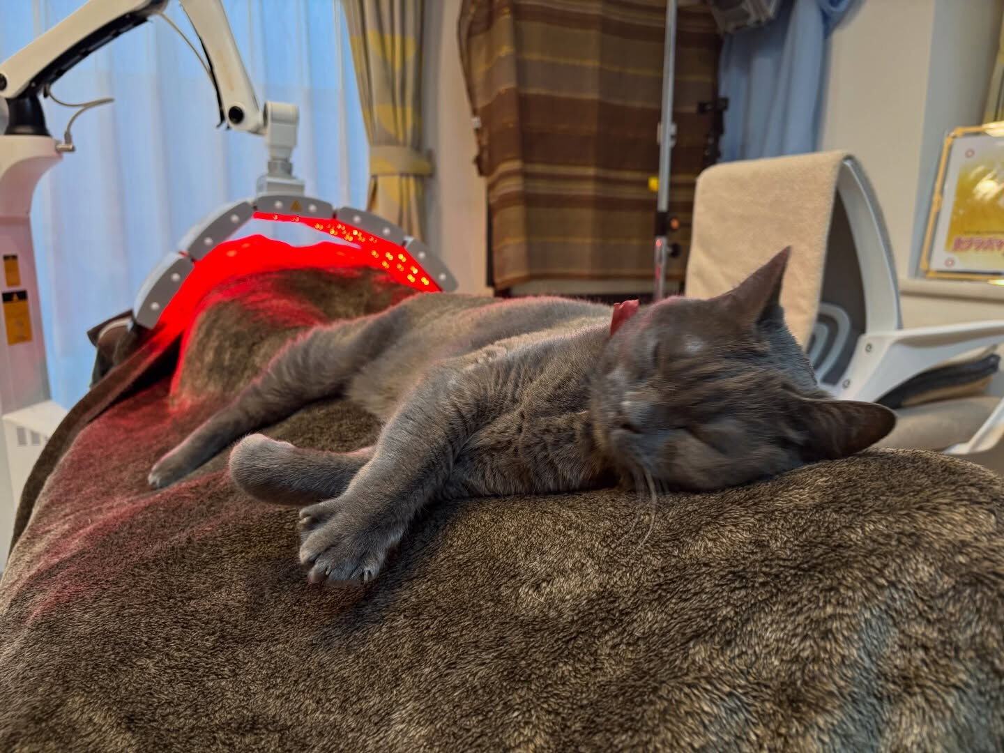 今日もお客様とまったりにゃん(ΦωΦ)💕近赤外線のライジング
